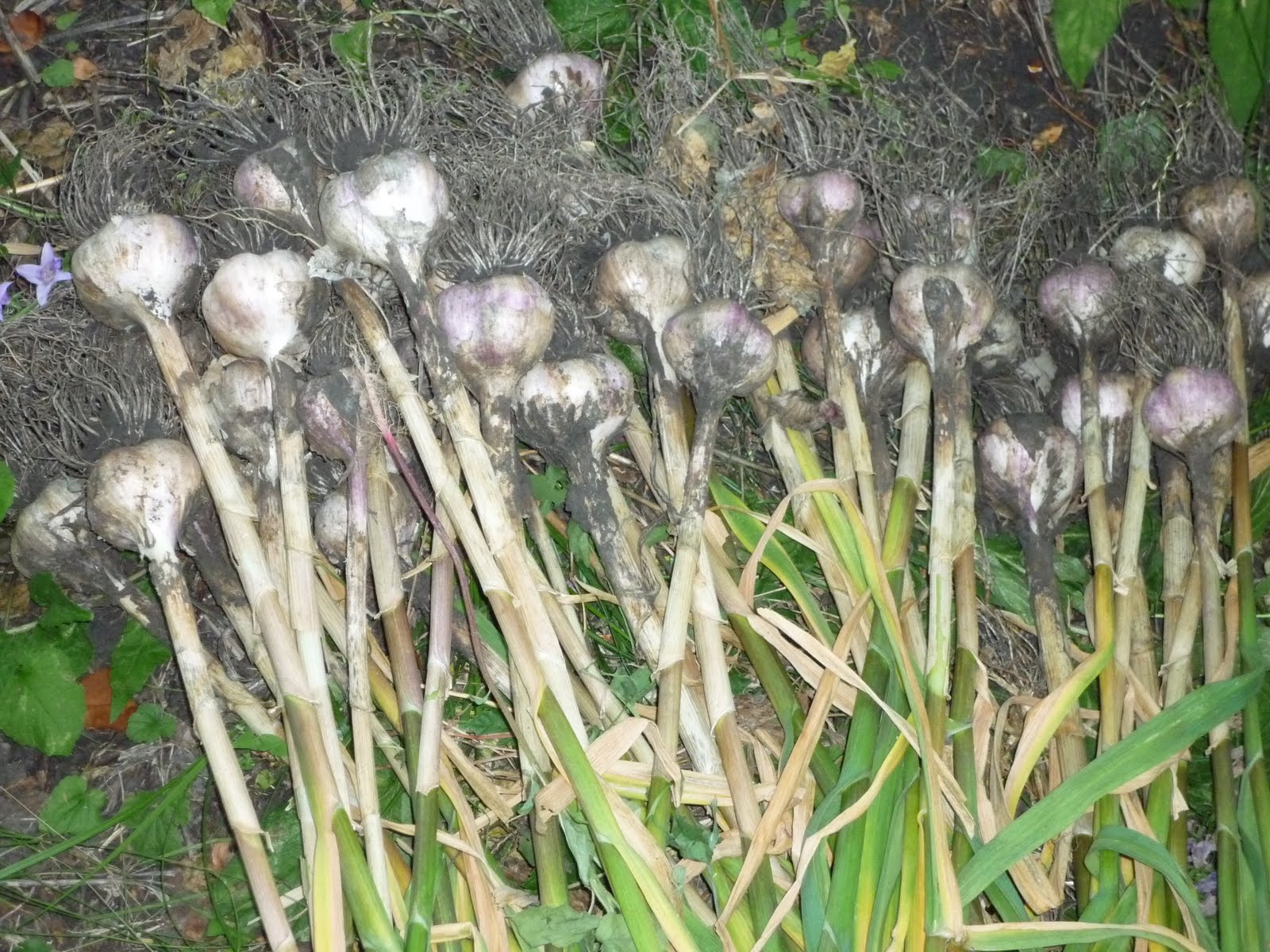 урожайность чеснока с 1 сотки. 1 тонна чеснока. выкопанный чеснок. урожай чеснока. сбор урожая чеснока.