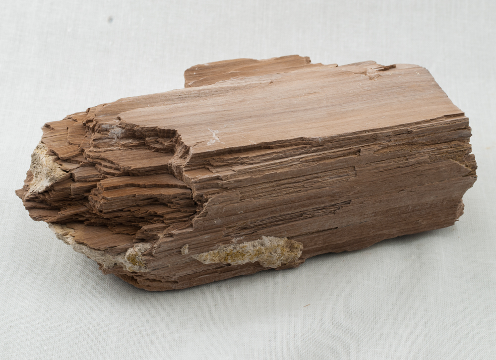 Fossil Hound Exploration Nevada Petrified Wood