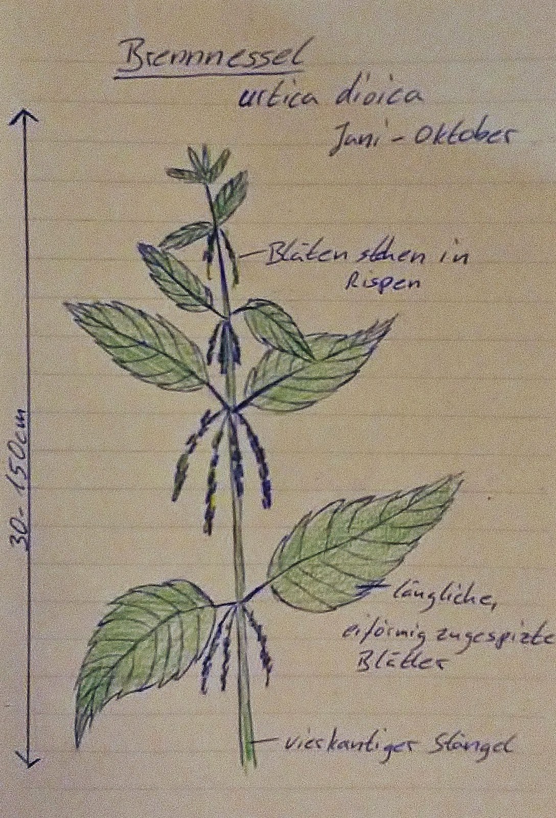 Kräuterhexe: Brennnessel