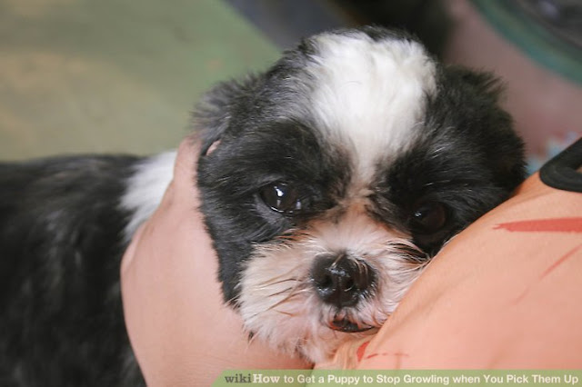 12 coisas que você pensa quando olha para o seu shih tzu