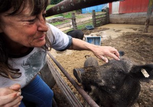 law wild ossabaw gal specialty buffalo meats passed operation dates before their