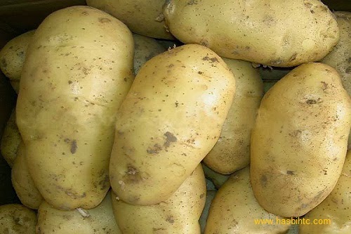 9 Manfaat Kentang Bagi Kesehatan Tubuh gambar Kentang