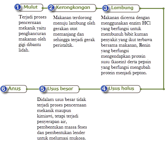 Sistem pencernaan manusia. Kunci jawaban tema 3 kelas 5 halaman 16