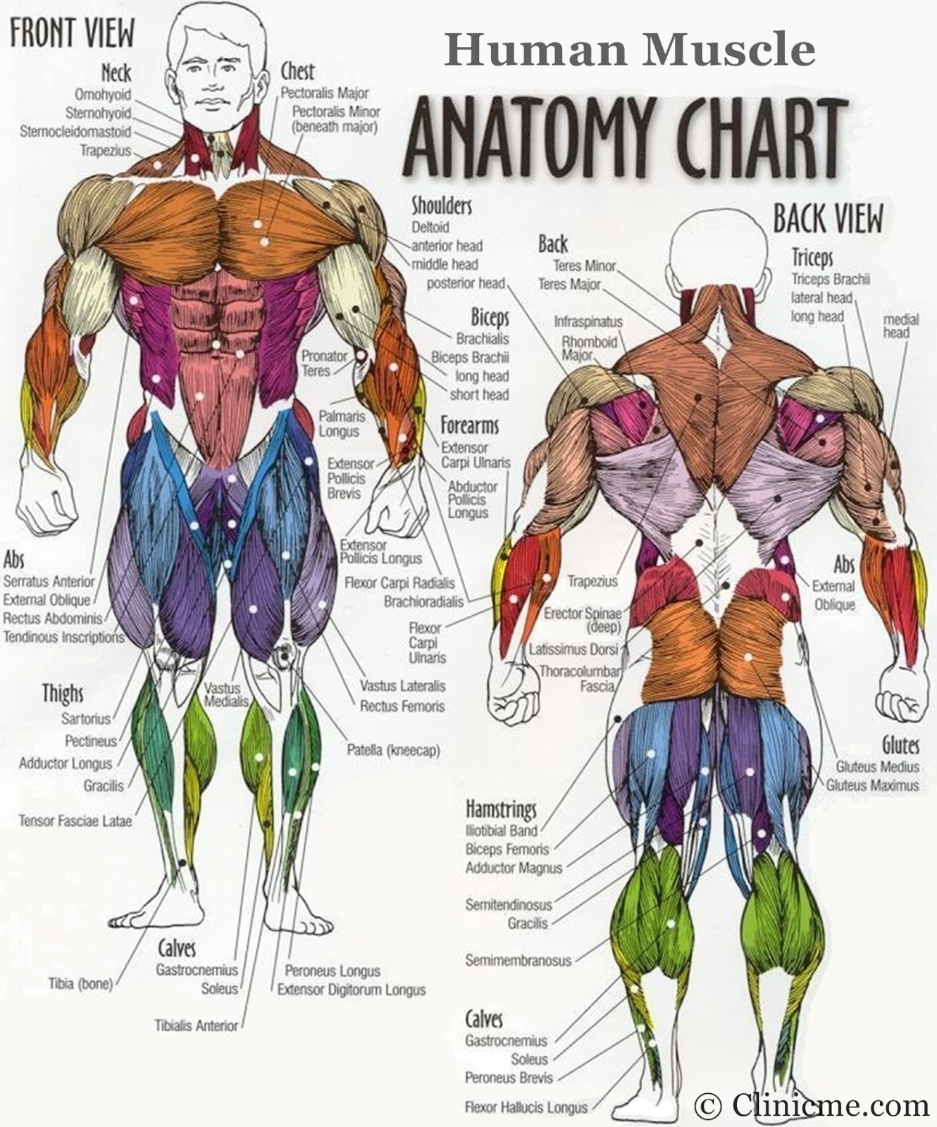 Diagram Of Body Muscles And Names Human Muscles Diagram 25 Best ...