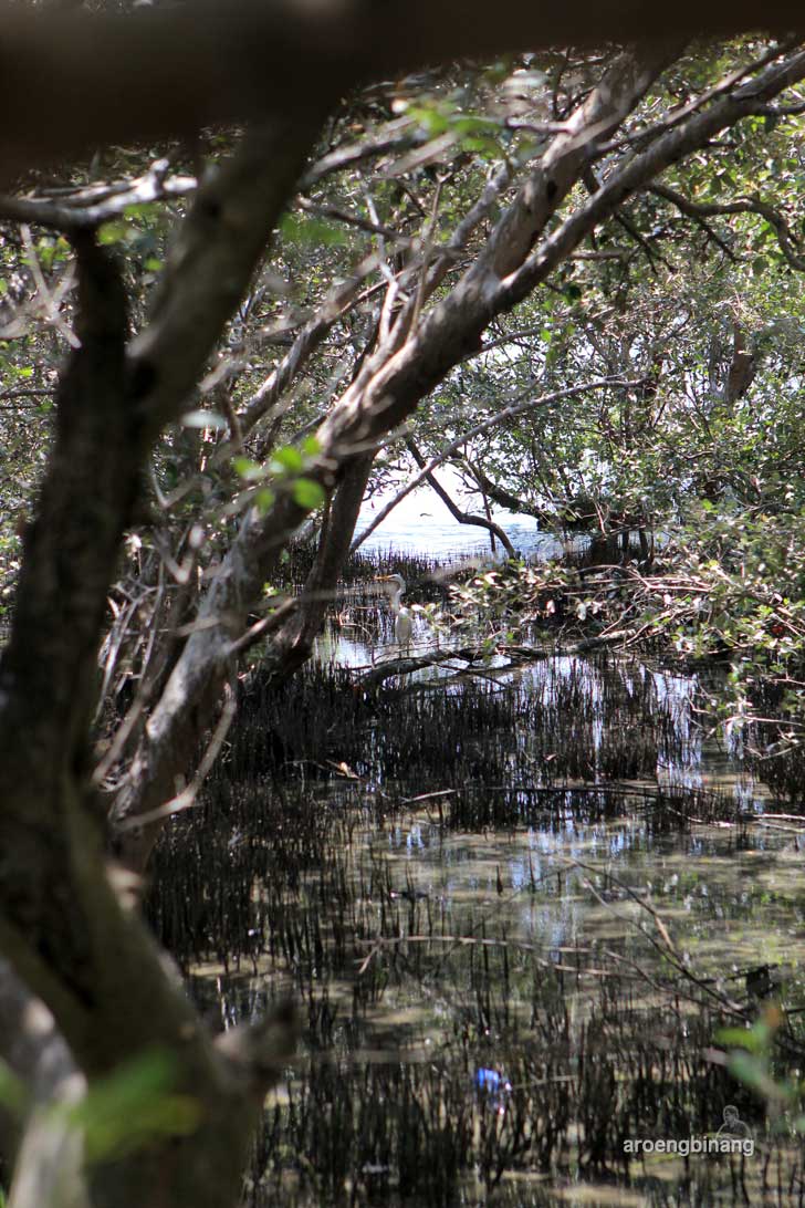 taman mangrove morosari demak