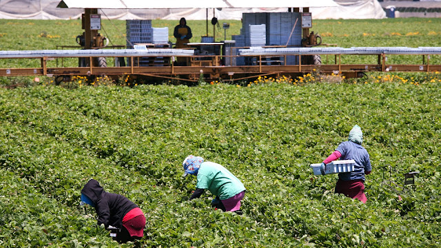 Caroline Plouff | Commercial gardens often require more intensive labor than other forms of commercial agriculture