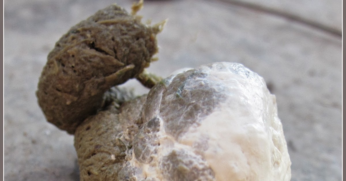 The Chicken Chick® What's the Scoop on Chicken Poop? The digestive