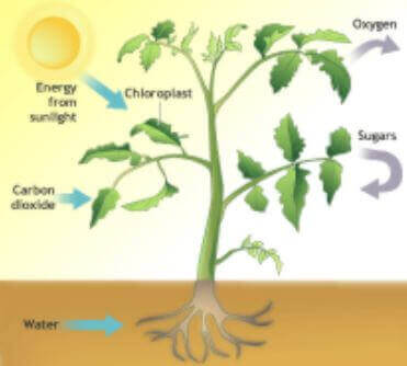 FaktorFaktor yang Menentukan Laju Fotosintesis Agro Eksplor