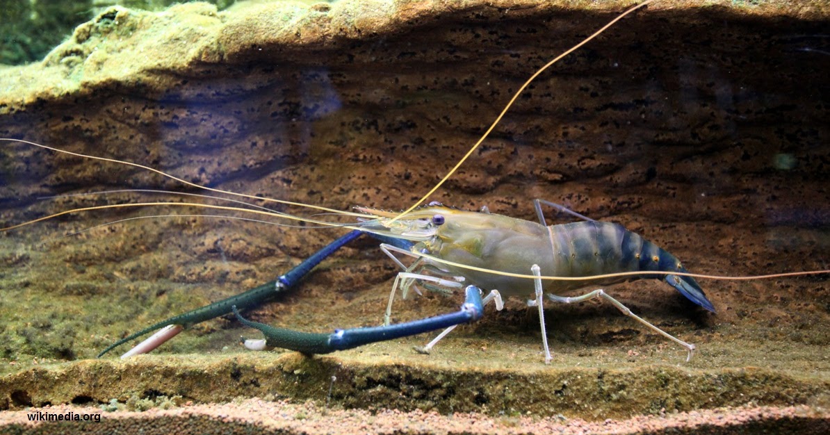 keuntungan budidaya udang galah
