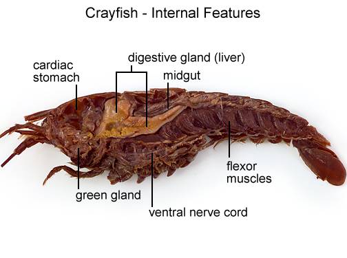 Aqua Fanatic: Crayfish Anatomy
