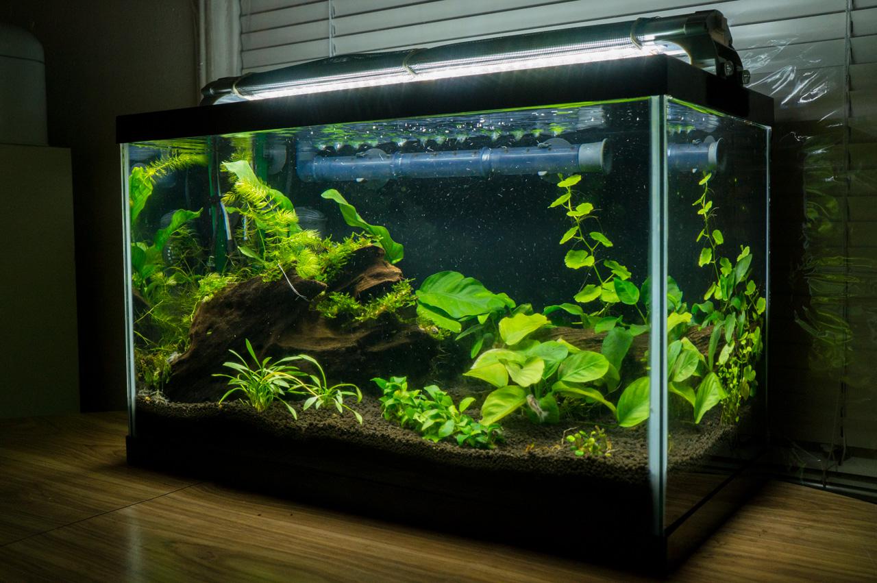 What is a LowTech Planted Aquarium?