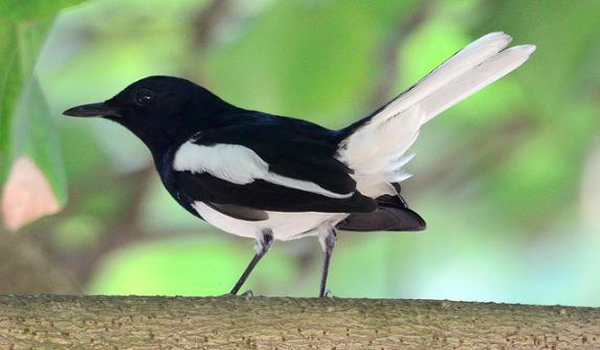 cacing untuk burung kacer