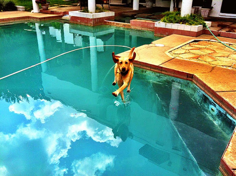 30 Pictures Taken At The Right Moment - When it’s too cold to swim, this dog walks on the water to help pass time.