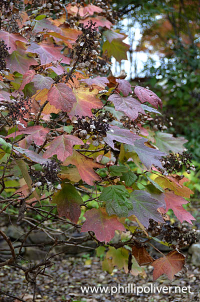 Using Georgia Native Plants Dependable Fall Color