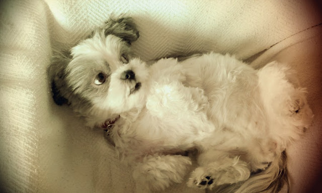 6 vícios comuns em donos de shih tzu na hora do carinho