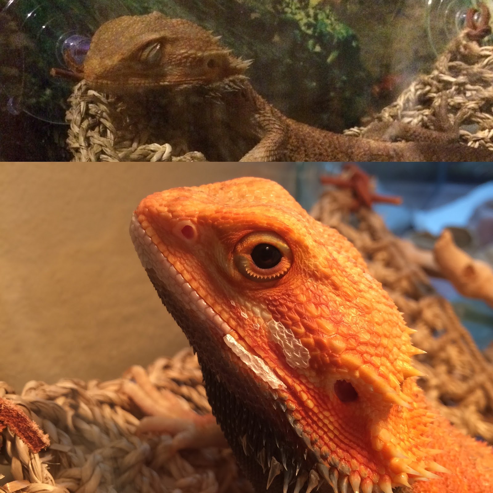 bearded-dragon-breathing.jpg