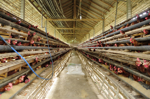 Kodrat Botji: Budidaya Ternak Ayam Ras petelur