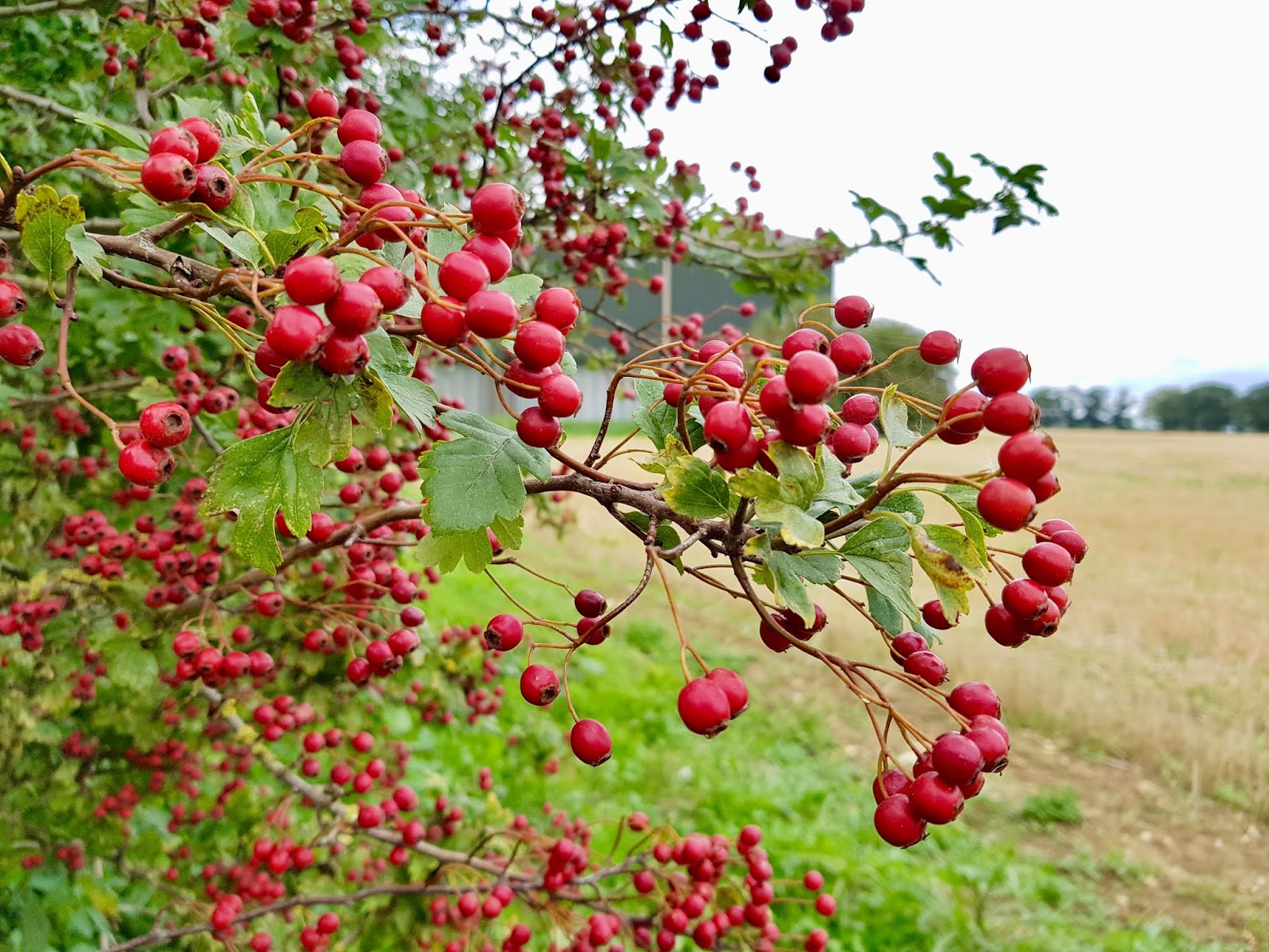 red hawthorn berries on a bush, hedgerow in background