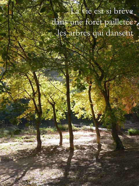 Plages de Silence, haïku etc. ARBRES  haïku automne