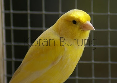 Mengatasi Gangguan Pernafasan Pada Burung Kenari dibutuhkan kesabaran dalam memeliharanya Mengatasi Gangguan Pernafasan Pada Burung Kenari