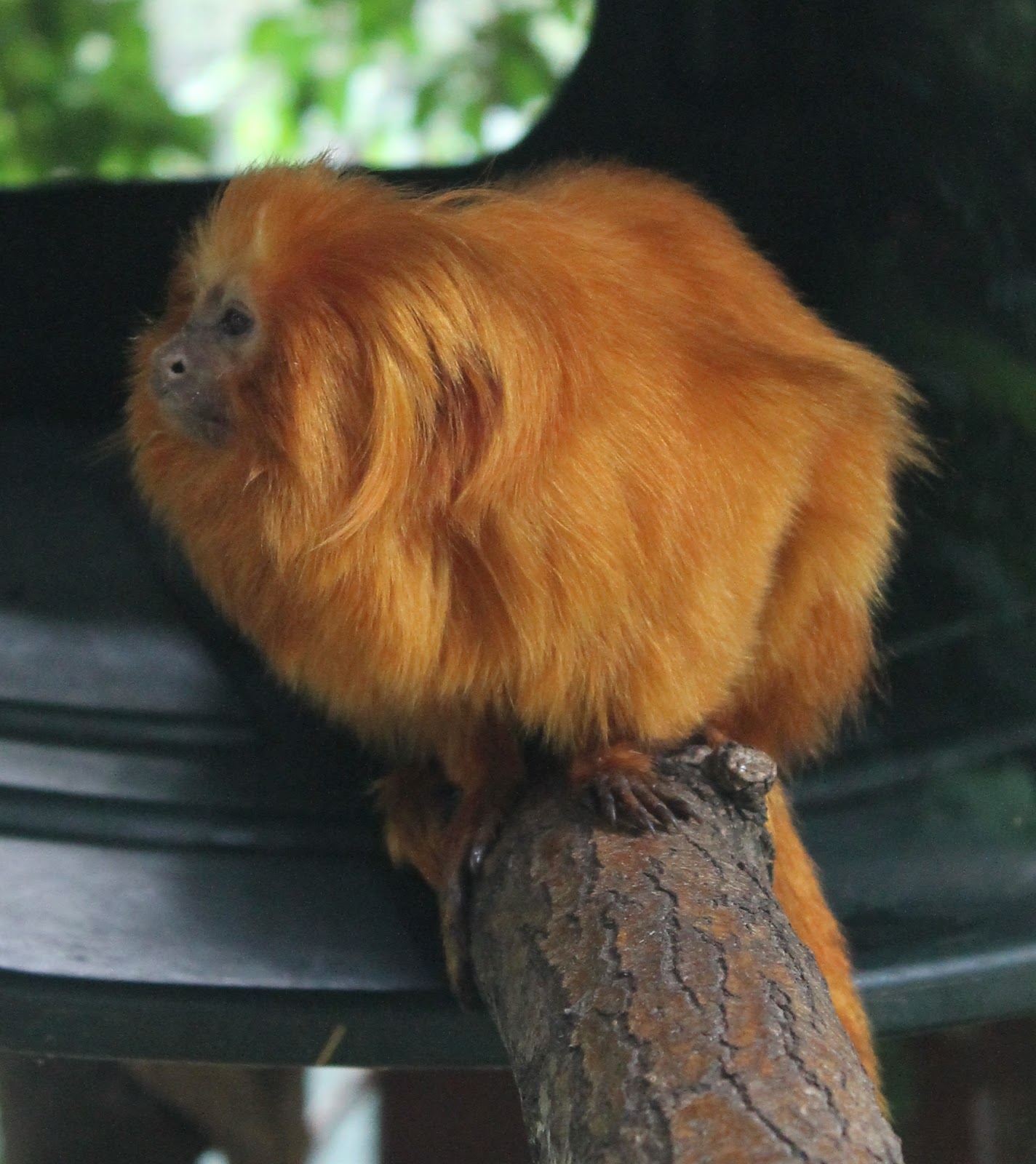 Hoorahoopti Away Scovill ZooDecatur, IL