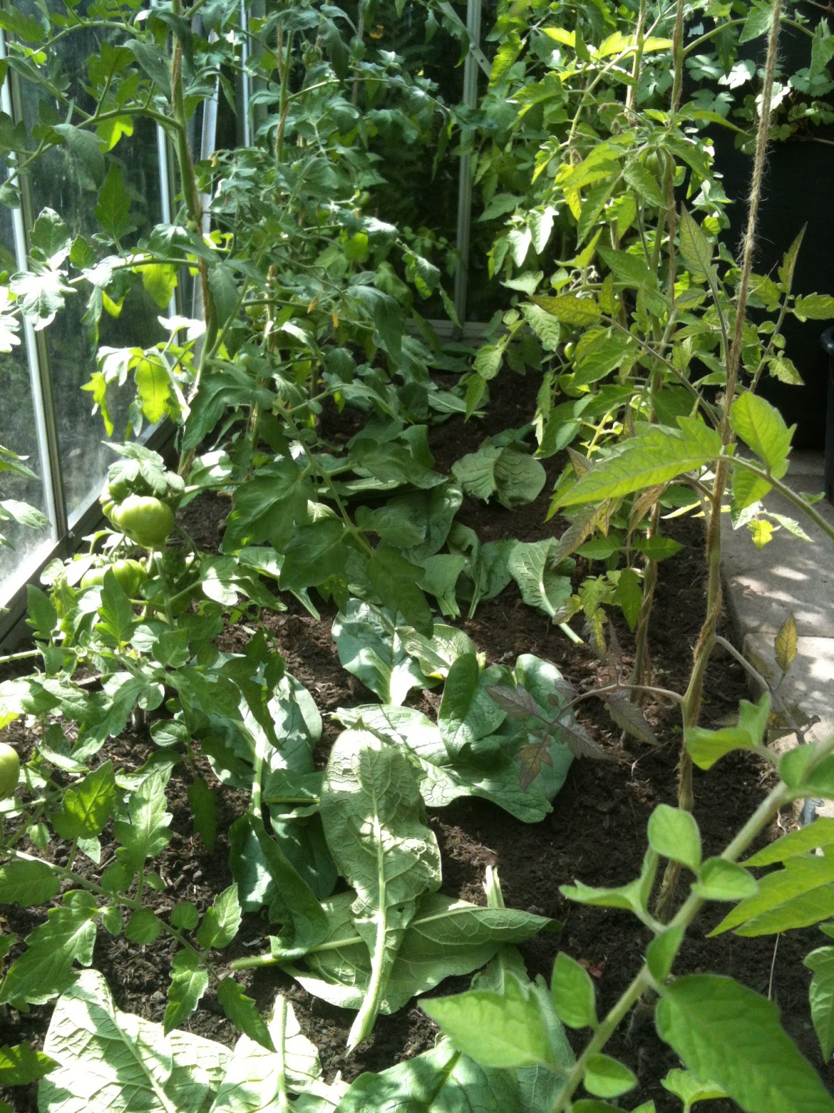 Using A Comfrey Mulch to Boost the Glasshouse Tomatoes Life on Pig Row