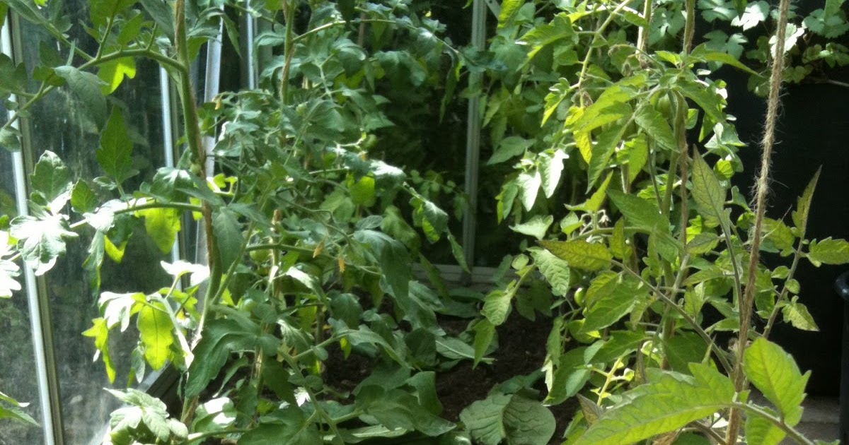 Using A Comfrey Mulch to Boost the Glasshouse Tomatoes Life on Pig Row