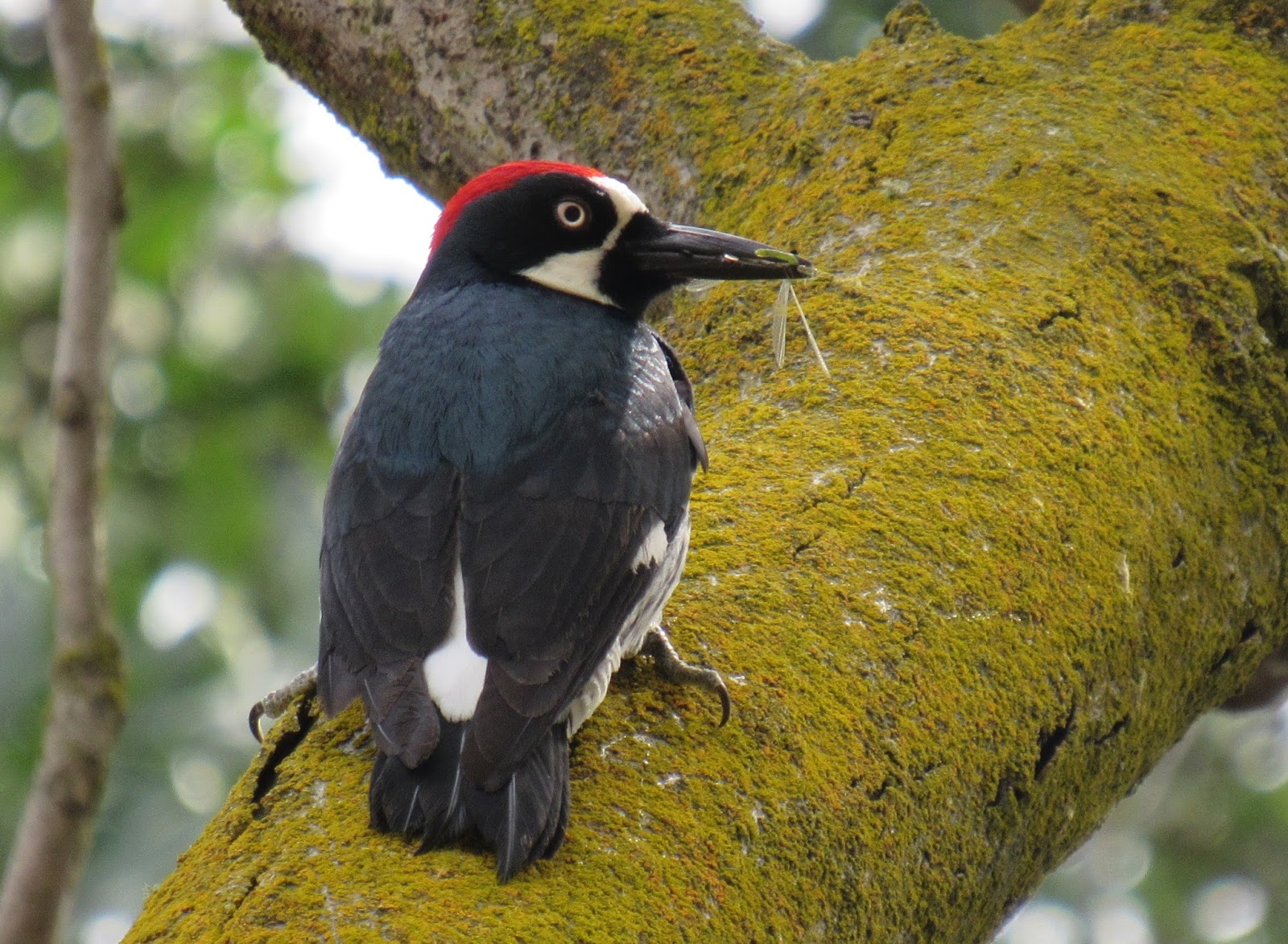 Acorn Woodpeckers & Granary Trees