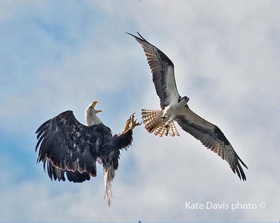 BULLFINCH: Bald Eagle vs. Osprey