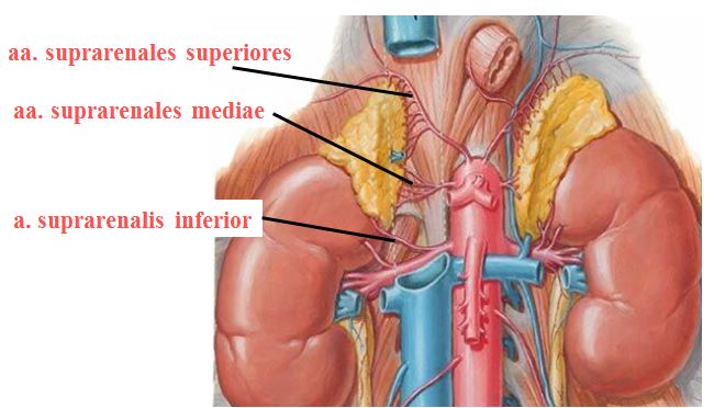 v suprarenalis