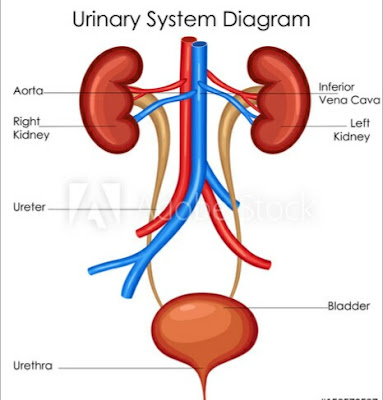 Urinary infection of male