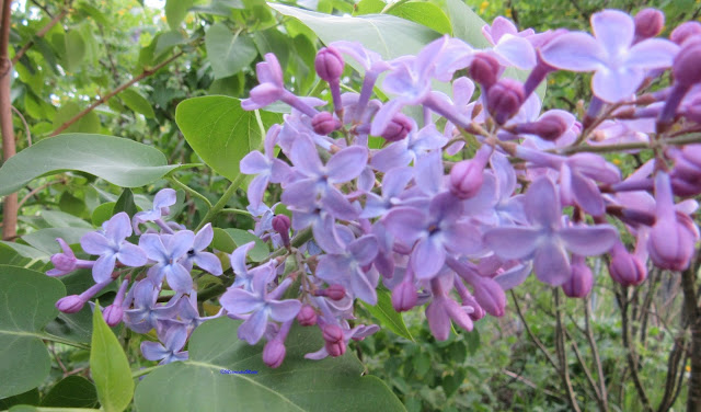 Unkarin syreeni-Syringa josikaea
