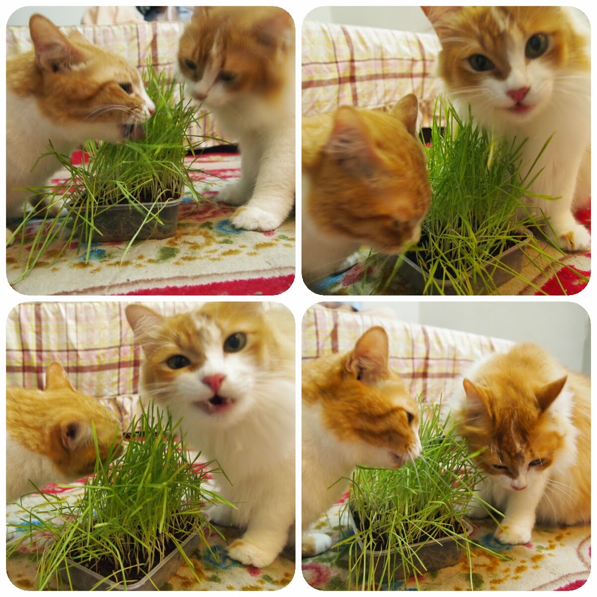 Kucing makan rumput