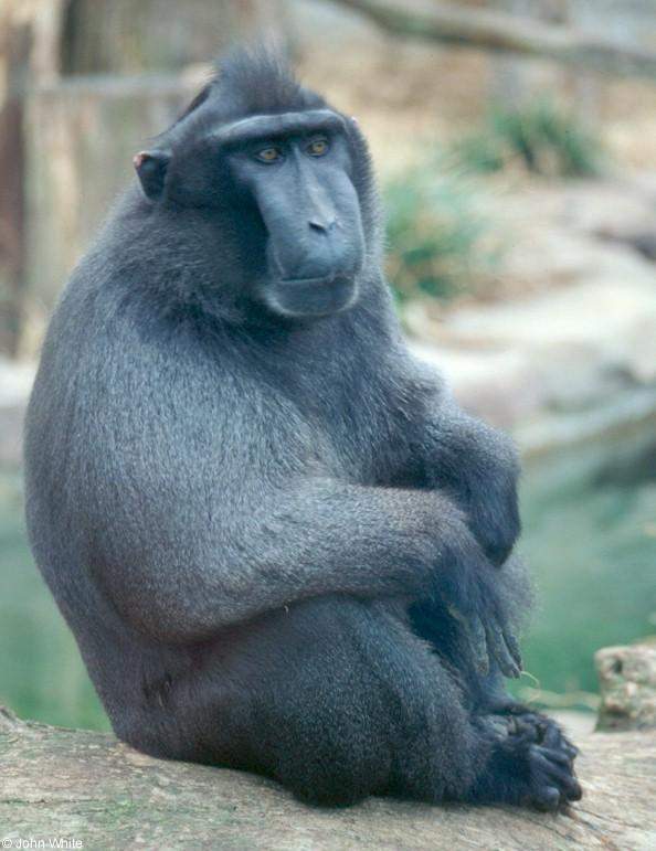 Gambar Binatang: Monyet Hitam Sulawesi