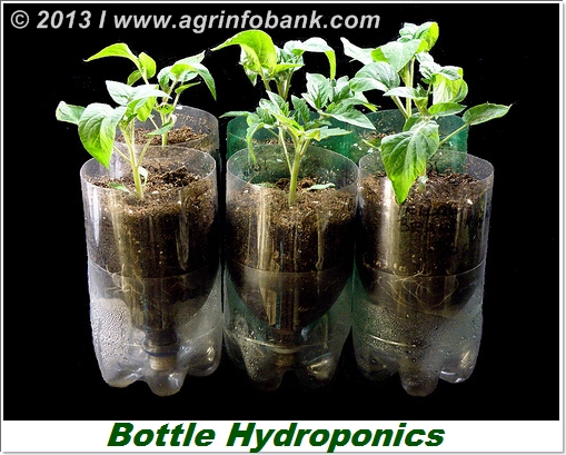 Bottle Hydroponics|Oasis Agro Industries Pakistan