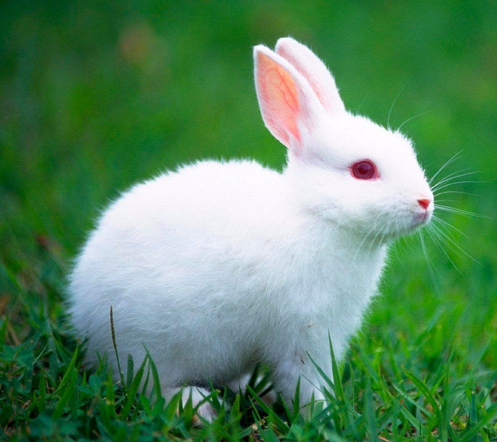 ¿Que pasaria si los conejos se extinguieran