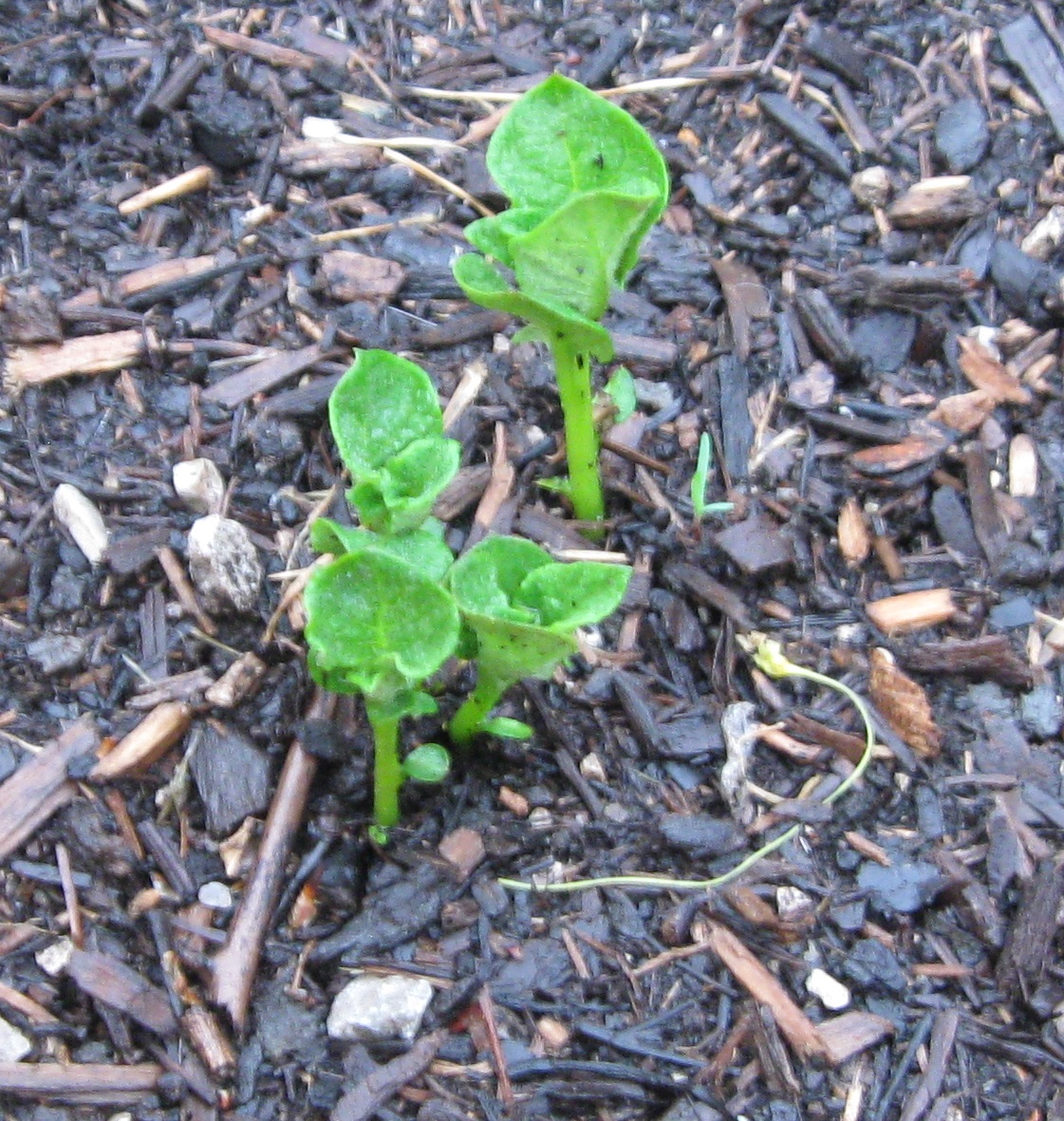 snow, potatoes, contemplating