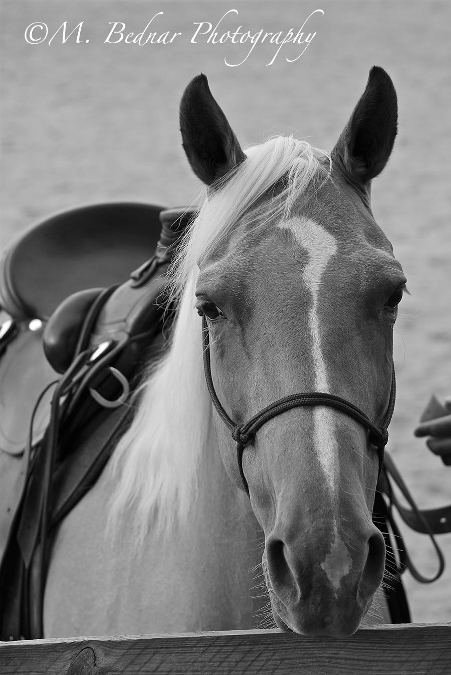 Just Horses Palomino Quarter Horse For Sale