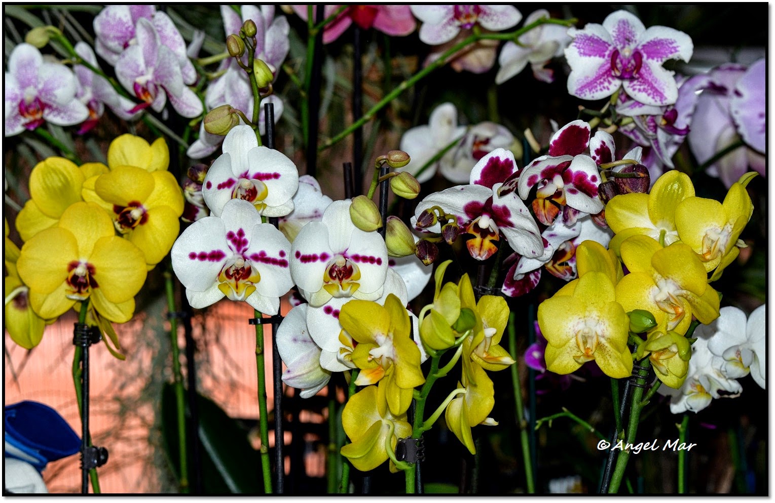 Orquídeas Blog de Angel Mar: Phalaenopsis (Más flores de otoño)