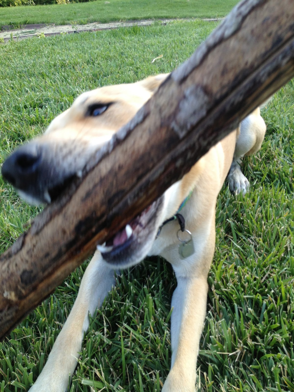 Is It *Canis Familiaris*? The Female Dog'S Scientific Classification Explained - q7gsr9g