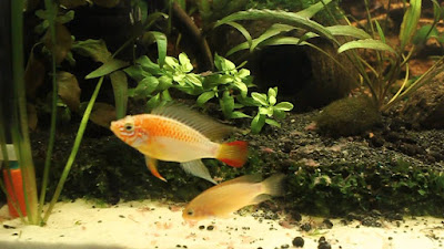 Apistogramma Viejita Apistogramma Viejita