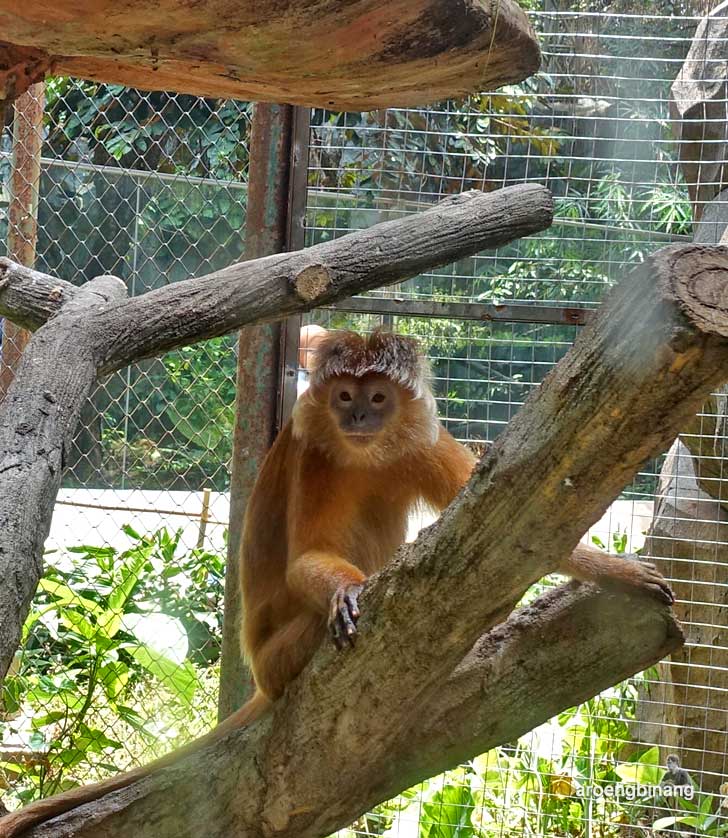 lutung budeng kebun binatang ragunan jakarta