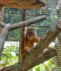 lutung budeng kebun binatang ragunan jakarta