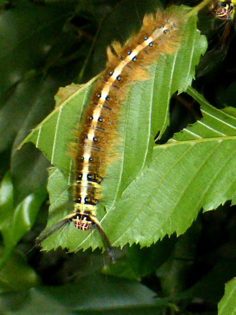 Trabala pallida caterpillar Trabala pallida caterpillar