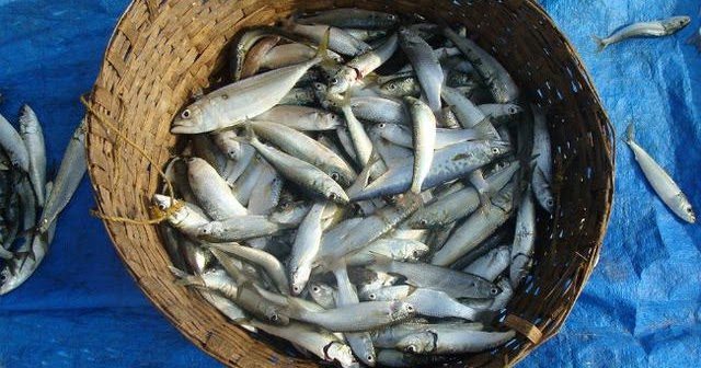 Miliarder Ini Makan 5 Kaleng Ikan Sarden Setiap Hari, Mengapa? Mario 4D