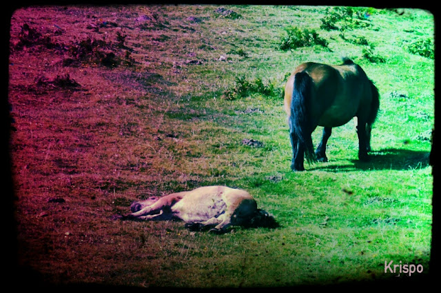 dos caballos, uno de ellos tumbado en la hierba en foto antigua