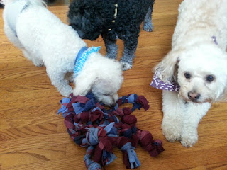 Image: Denny, Dexter, and Percy immediately came over to check out the new toys
