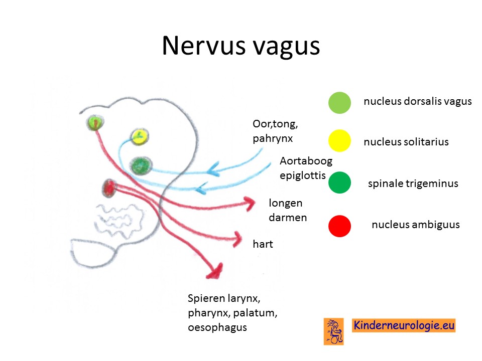 NERVUS VAGUS ~ DEWI KARTIKA MUBELA
