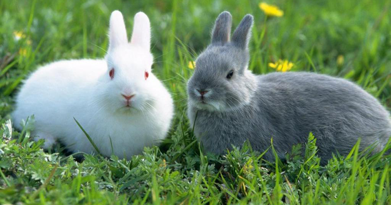 Contoh Descriptive Text Tentang Rabbit Dalam Bahasa Inggris Dan Artinya Bahasa Inggris Xyz