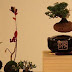 Jepang Membuat Bonsai yang Dapat Melayang di Udara